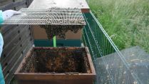 Amerikanische Faulbrut bei Bienen: Sperrbezirk in Borchen-Etteln aufgehoben, alle Proben negativ